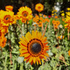 50 ORANGE PRINCE Cape DAISY Monarch of the Veldt Venidium Fastuosum Flower Seeds
