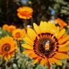50 ORANGE PRINCE Cape DAISY Monarch of the Veldt Venidium Fastuosum Flower Seeds