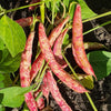 50 CRANBERRY BEAN French Horticulture Borlotti Roman Phaseolus Vegetable Seeds