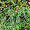1500 Western SWORD FERN Giant Holly Swordfern Polystichum Munitum Aspidium Solitarium Spores Seeds