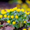 10 WINTER ACONITE Eranthis Hyemalis Yellow Sun Shade Flower Seeds