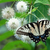 50 BUTTONBUSH / HONEYBALL Cephalanthus Occidentalis White Hummingbird Flower Bush Shrub Seeds
