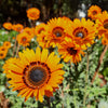 50 ORANGE PRINCE Cape DAISY Monarch of the Veldt Venidium Fastuosum Flower Seeds