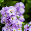 50 BLUE STOCK Matthiola Incana Ten-Week Gillyflower Seeds
