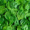 400 Monstrueux De VIROFLAY SPINACH French Spinacia Oleracea Vegetable Seeds