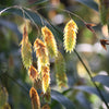 Northern Sea Oats Seeds – Grass Inland Chasmanthium – photo 2