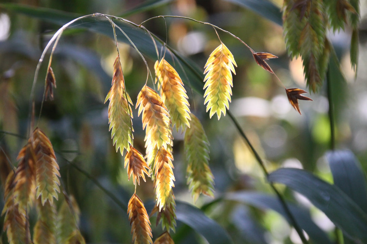 Northern Sea Oats Seeds – Grass Inland Chasmanthium – photo 2