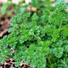 1500 TRIPLE CURLED PARSLEY Petroselinum Hortensis Herb Vegetable Seeds
