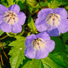 100 APPLE OF PERU Shoofly Plant Nicandra Physalodes Violet Blue Flower Seeds