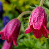 10 RED ANEMONE Pulsatilla Vulgaris PASQUE Flower Seeds