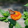 250 ORANGE KING ZINNIA Elegans Flower Seeds