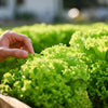 3000 Black Seeded Simpson LEAF LETTUCE Lactuca Sativa Vegetable Seeds