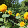 150 Double DWARF TEDDYBEAR SUNFLOWER Helianthus Annuus Yellow Flower Seeds