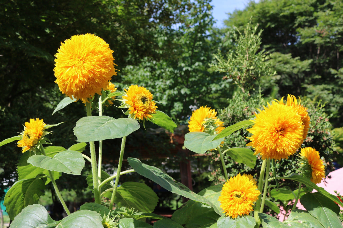 Double Dwarf Teddybear Sunflower Seeds – Helianthus Annuus Yellow Flower – photo 9