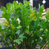 2000 CUTTING LEAF CELERY Apium Graveolens Soup Vegetable Herb Seeds