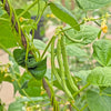 French Blue Lake Pole Bean Phaseolus Vulgaris Vegetable Seeds – photo 10