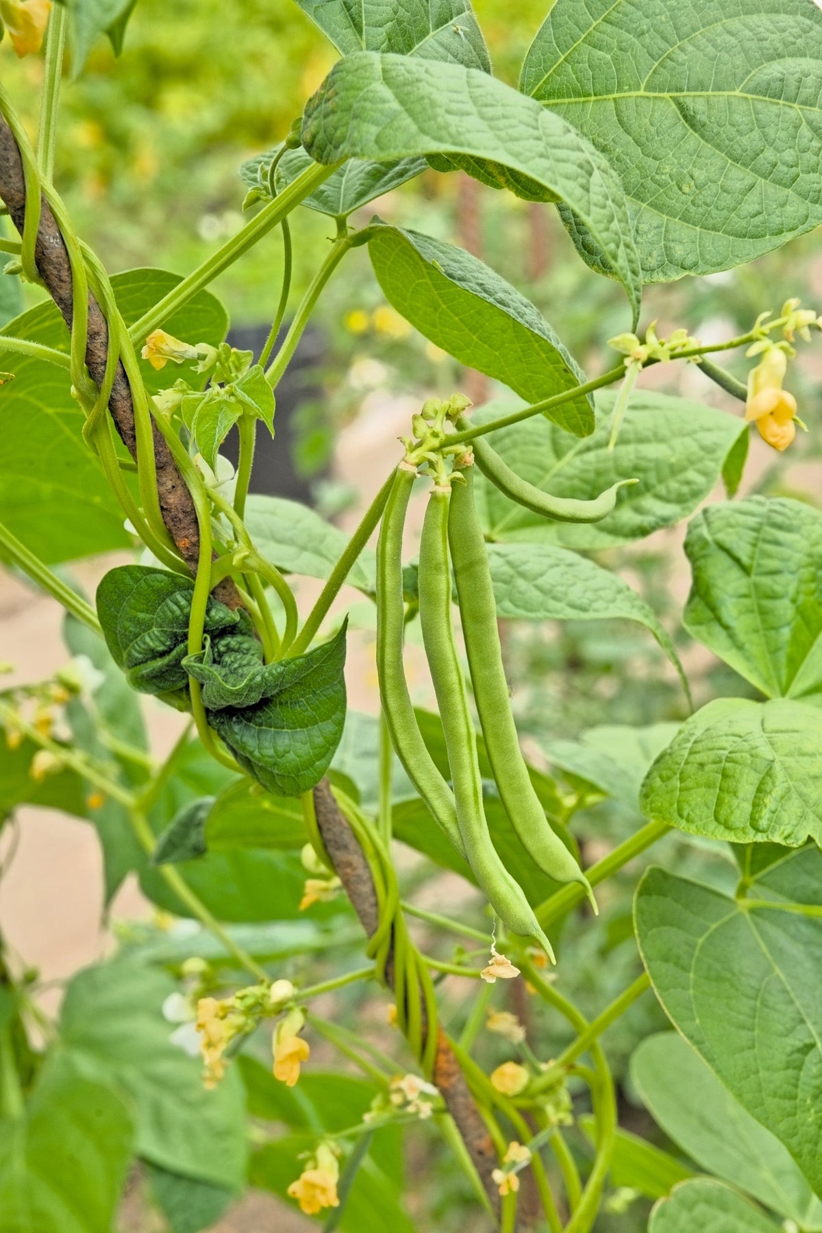 French Blue Lake Pole Bean Phaseolus Vulgaris Vegetable Seeds – photo 10
