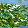 White Water Lily Seeds – / Lily Pad / Sacred Asian Water Lotus Nymphaea Ampla Flower – photo 10