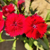 100 RED CARDINAL DIANTHUS Deltoides Flower Seeds