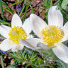 25 WHITE ANEMONE Pulsatilla Vulgaris PASQUE flower Seeds