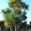 50 CABBAGE PALM / GIANT DRACAENA Australis Cordyline Tree Houseplant Seeds