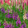 Seeds Mixed Foxglove Seeds – Digitalis Purpurea Flower – photo 6