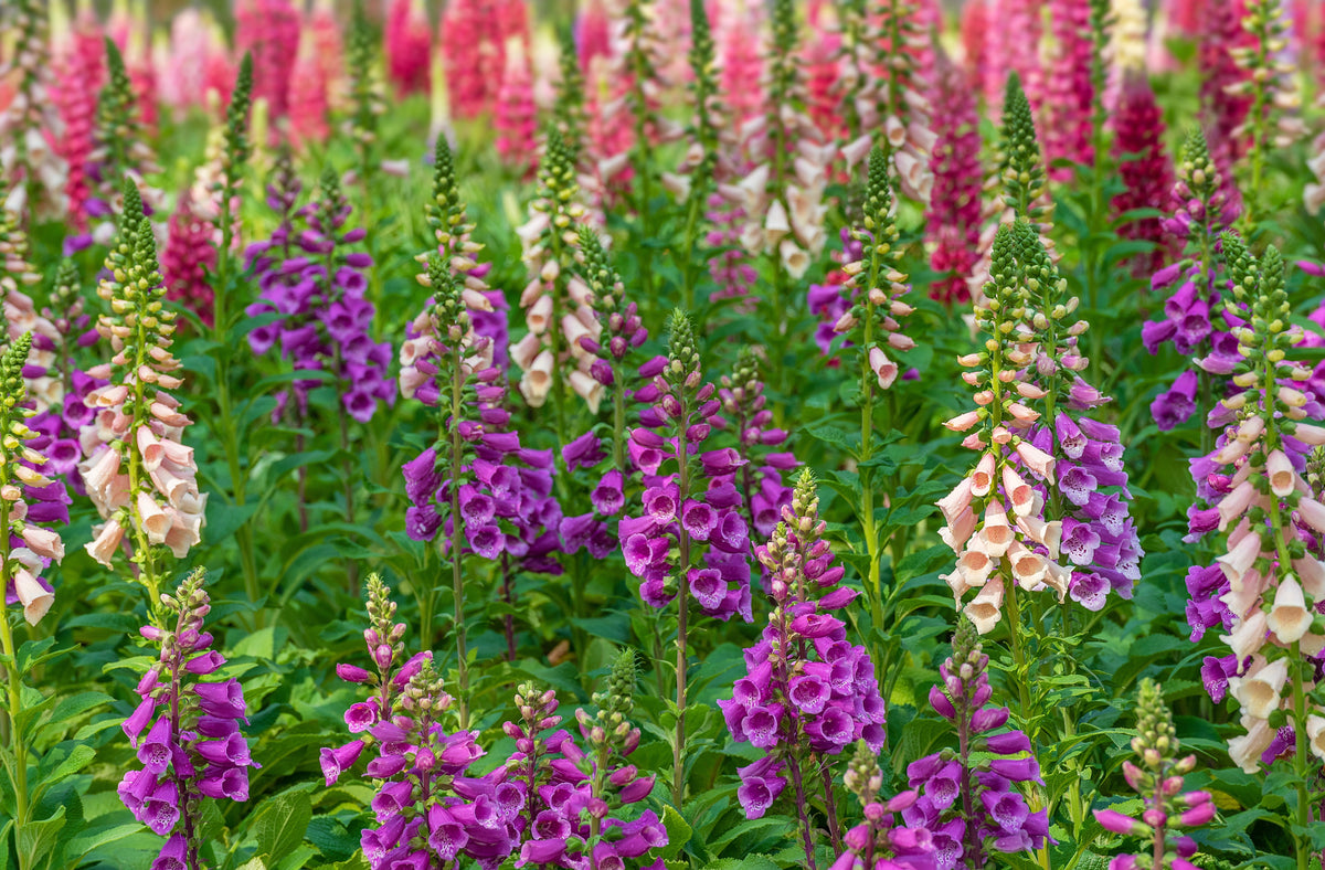 Seeds Mixed Foxglove Seeds – Digitalis Purpurea Flower – photo 6