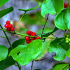 10 CAROLINA MOONSEED Snailseed / Coralbeads Flower Vine Cocculus Carolinus Seeds