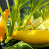 50 Early PROLIFIC STRAIGHTNECK SQUASH Yellow Summer Bush Heirloom Seeds