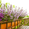 1000 HEIRLOOM CATNIP Nepeta Cataria Herb Flower Seeds