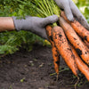 Tendersweet Carrot Seeds (Daucus carota)