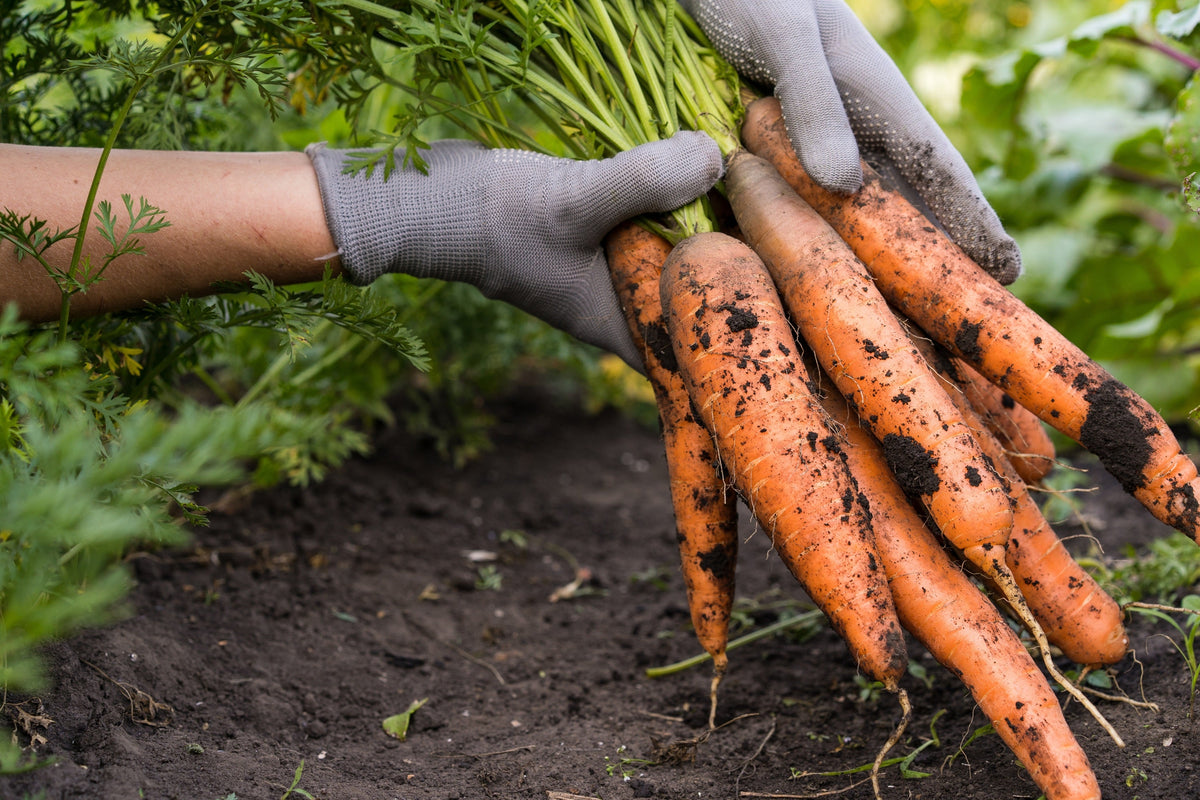 Tendersweet Carrot Seeds (Daucus carota)