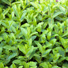 500 SPEARMINT (English Mint) Mentha Spicata Herb Flower Seeds