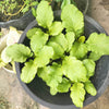 1000 BROWN MUSTARD Brassica Juncea Vegetable Herb Seeds