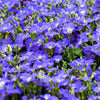 25 CREEPING BLUE SPEEDWELL Veronica Repens Groundcover Flower Seeds
