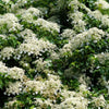 50 CLIMBING HYDRANGEA Anomala Petiolaris Vine Flower Seeds