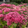 10 EMPEROR'S WAVE SEDUM Red Upright Telephium Succulent Stonecrop Flower Hylotelephium Seeds