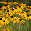 2000 BLACK EYED SUSAN Rudbeckia Hirta Yellow Heirloom Native Flower Seeds