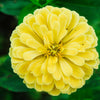 250 ISABELLINA ZINNIA Elegans Pastel Light Yellow Double Heirloom Flower Seeds