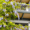5 JAPANESE WISTERIA Floribunda Flower Purple Ornamental Vine Climber Seeds