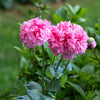 Bombast Rose Peony Poppy Seeds – Papaver Peoniflorum Flower – photo 8