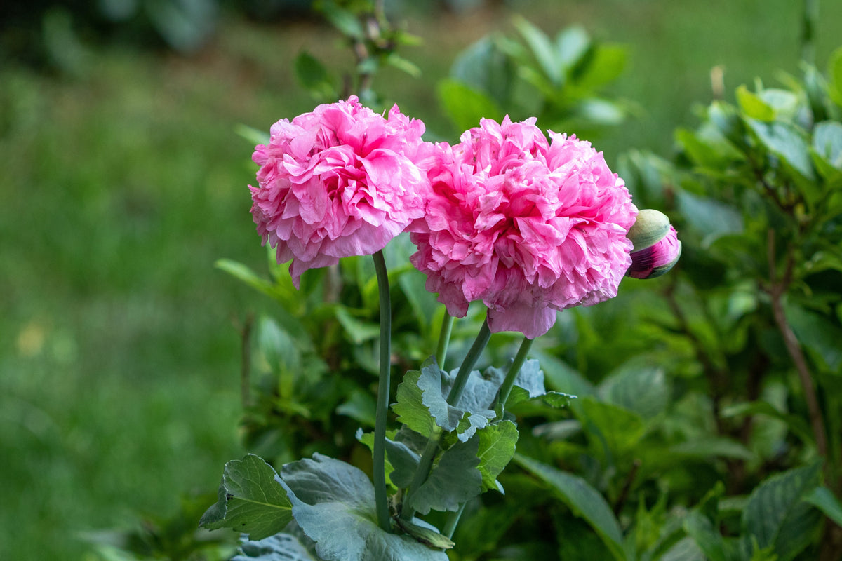 Bombast Rose Peony Poppy Seeds – Papaver Peoniflorum Flower – photo 8