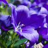 500 TELHAM BEAUTY BELLFLOWER Blue Peach Leaved Campanula Persicifolia Flower Seeds