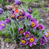 25 VIOLET ANEMONE Pulsatilla Vulgaris Purple PASQUE Flower Seeds
