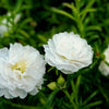 100 White PORTULACA Grandiflora / MOSS ROSE Succulent Flower Seeds