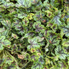 50 HEUCHERA Americana CORAL BELLS Dale's Strain American Alumroot Flower Seeds