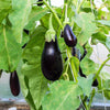 300 FLORIDA MARKET EGGPLANT Purple Aubergine Solanum Melongena Vegetable Seeds