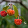 20 HIMALAYAN DOGWOOD / STRAWBERRY Tree Cornus Capitata White & Pink Flower Red Fruit Seeds