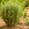 100 ROSEMARY Rosmarinus Officinalis Herb Flower Seeds