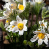 25 WHITE ANEMONE Pulsatilla Vulgaris PASQUE flower Seeds